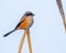 Vibrant long tailed shrike stands atop a wooden stick against a bright blue sky