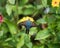 Vibrant Long-Tailed Skipper butterfly perched atop a bed of flowers in a sunlit garden