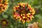 Vibrant Lorenziana Gaillardia fanfare blanket flower in garden