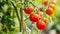 Vibrant, Luscious Harvest: Stunning Red Ripe Cherry Tomatoes Flourishing in a Greenhouse ( Aspec