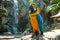 Vibrant Macaw Parrot Perched in Lush Tropical Rainforest with Waterfall Background, Exotic Wildlife in Natural Habitat