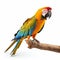 Vibrant Macaw Perched On Branch: Stunning White Background Parrot Photo