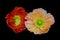 Vibrant macro of a a pair of orange red silk poppy blossoms isolated on black background with detailed