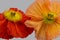 Vibrant macro of a a pair of touching orange red silk poppy blossoms isolated  vintage painting style