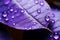 Vibrant Macro purple leaf water drops. Generate Ai