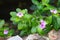 Vibrant Madagascar Periwinkle in the Kenyan Tsavo East Reserve