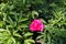 Vibrant magenta-colored flower of common peony