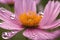 The vibrant magenta petals of a cosmos flower are highlighted by the sun, with water droplets