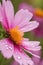 The vibrant magenta petals of a cosmos flower are highlighted by the sun, with water droplets