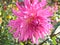 Vibrant magnificent pink dahlia flower