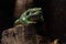 Vibrant Magnificent Tree Frog is perched on a tree stump