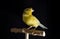 Vibrant Majesty: Yellow Crested Male Canary Perched on Wooden Stand