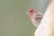 Vibrant male house finch stands out against a blurred background