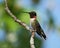 Vibrant male ruby-throated hummingbird perched atop a slender tree branch in a lush forest setting
