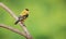 A vibrant male specimen of lesser goldfinch, a small American songbird