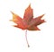 Vibrant maple leaf in scarlet colors of fall isolated on white.