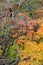 Vibrant maple trees in autumn, Oirase Stream - Towada, Aomori, Japan