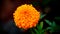 Vibrant Marigold Blossoms: Cheerful Floral Background