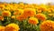 Vibrant Marigold Field: Light Gold Blooms In Expansive Color Fields