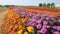 Vibrant Marigold Fields: A Dutch Landscape Of Orange And Yellow Flowers