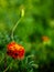 A vibrant marigold flower with rich orange and red petals blooms against a soft-focus green background, showcasing natures