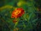 A vibrant marigold flower with rich orange and red petals, surrounded by a soft focus green background ideal for gardening or