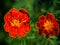 A vibrant marigold flower with rich red and orange hues is in full bloom, surrounded by its dark green, jagged leaves it exudes a