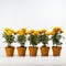 Vibrant Marigold Flowers In Pots On White Background