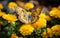 Vibrant Marigold Garden Elegance Butterfly. Generative AI