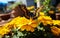 Vibrant Marigold Garden Elegance Butterfly. Generative AI