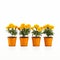 Vibrant Marigold Potted Flowers On White Background