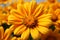 Vibrant Mexican sunflower weed, Closeup beautiful orange bloom