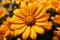 Vibrant Mexican sunflower weed, Closeup beautiful orange bloom