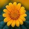 Vibrant Mexican sunflower weed, Closeup beautiful orange bloom