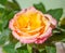 Vibrant miniature garden rose flower.