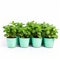 Vibrant Mint Plants In Green Pots On White Background