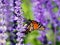 Vibrant monarch butterfly on purple flowers. Danaus plexippus.