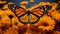 Vibrant Monarch Butterfly Resting On Orange Flowers In 8k Resolution