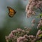 Vibrant Monarch Danaid (Danaus plexippus) butterfly near pink flowers