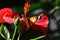 Vibrant Monarch Danaid (Danaus plexippus) on red blossoming flowers