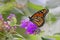 Vibrant Monarch Danaid (lat. Danaus plexippus) butterfly perched atop vibrant purple flowers