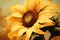 Vibrant Monochrome: Exploring the Bold Beauty of a Sunflower\\\'s Y