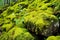 vibrant moss found on mountain boulders