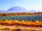Vibrant mountains in horizon trees desert landscape cactus farm mexico