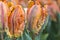 Vibrant Multi-colored tulips