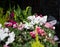 Vibrant multicolored cyclamen flowers