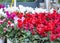 Vibrant multicolored cyclamen flowers