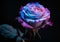 Vibrant Multicolored Rose on Dark Background