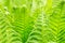 Vibrant natural green fern texture pattern. Beautiful tropical forest or jungle foliage background. Fresh spring foliage