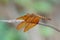 Vibrant Neurothemis fulvia dragonfly, the fulvous forest skimmer on a leafy plant